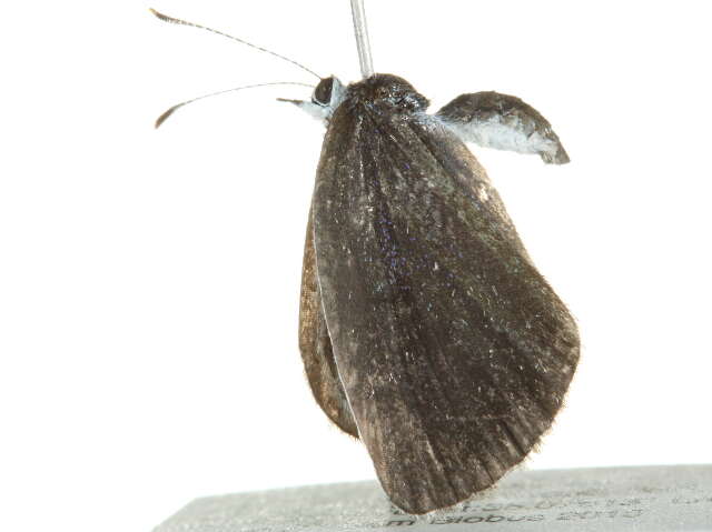 Image of <i>Cupido comyntas</i>