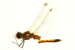 Image of Variegated Meadowhawk