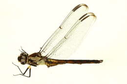 Image of Libellula Linnaeus 1758