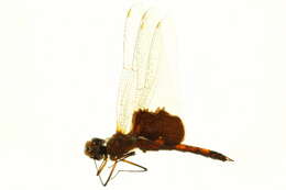 Tramea carolina (Linnaeus 1763) resmi