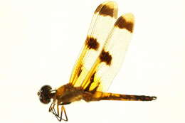 Image of Painted Skimmer