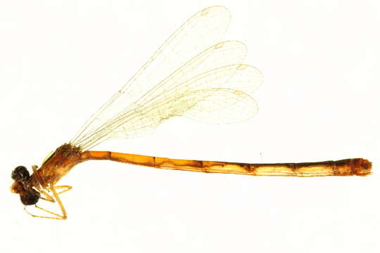 Image de Ischnura hastata (Say 1840)