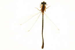 Image of Rambur's Forktail