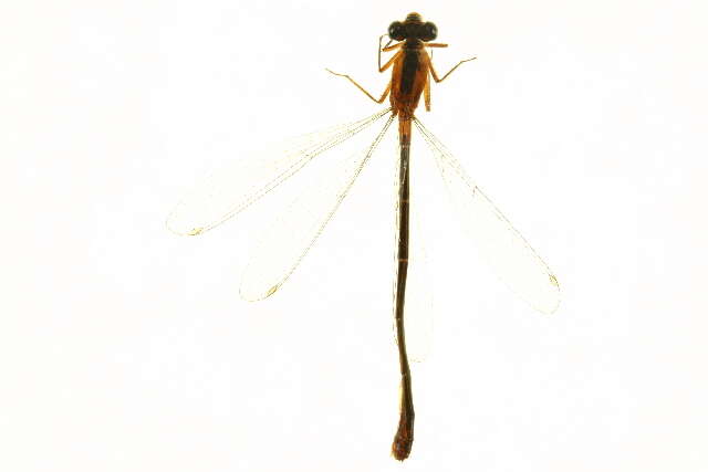 Image of Rambur's Forktail