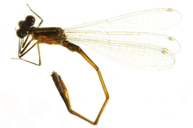 Image of Rambur's Forktail