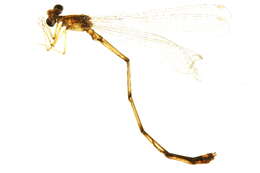 Image of Vesper Bluet