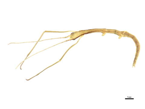 Image of Diapheromeridae