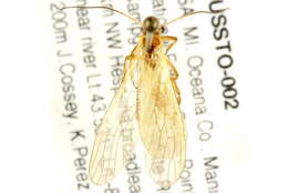 Image of Isoperla dicala Frison 1942