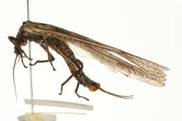 Image of Pteronarcyoidea