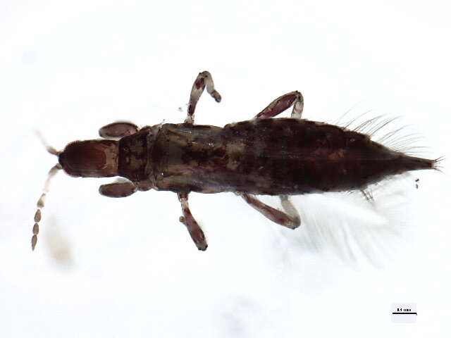 Image of Leptothrips