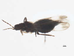 Image of Orothrips