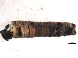 Image of Brachycentrus (Oligoplectrodes) americanus (Banks 1899)