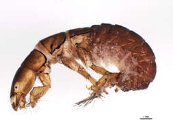 Image of Arctopsyche grandis (Banks 1900)