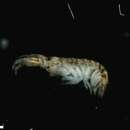Image of Gammarid