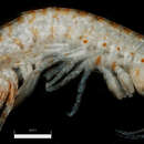 Image of Gammarus mucronatus