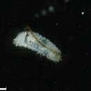 Image of Polydora mud worm