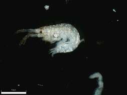 Image of Tube dwelling amphipod