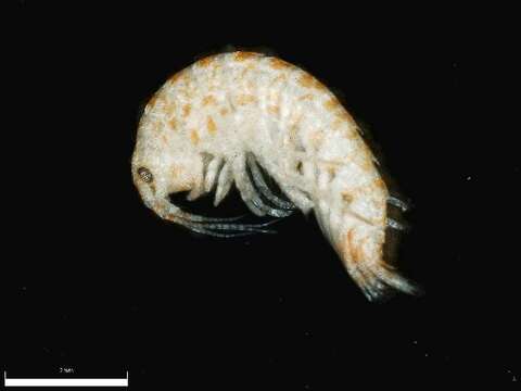 Image of Gammarus mucronatus