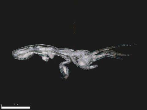 Image of Skeleton shrimp