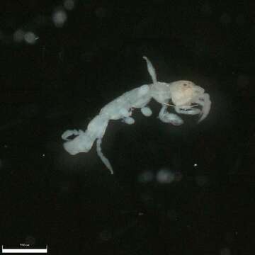 Image of Skeleton shrimp