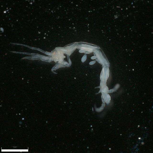 Image of Skeleton shrimp