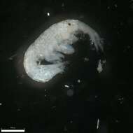 Image of Tube dwelling amphipod