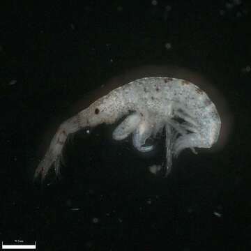 Image of Tube dwelling amphipod