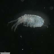 Image of Tube dwelling amphipod