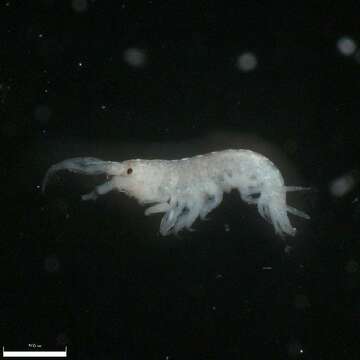 Image of Tube dwelling amphipod