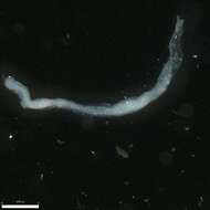 Image of Polydora mud worm