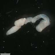 Image of Tubificoides parapectinatus Brinkhurst 1985