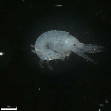 Image of Tube dwelling amphipod