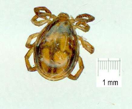 Image of hard ticks