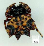 Image of Spiny orb-weavers