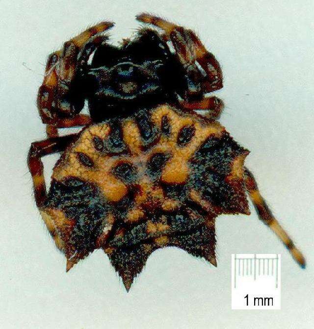 Image of Spiny orb-weavers