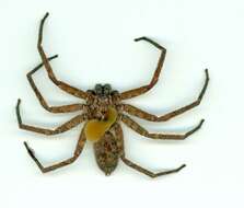 Image of huntsman spiders