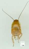 Image of bush cockroach