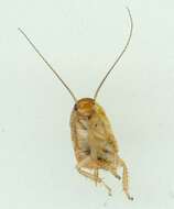 Image of bush cockroach