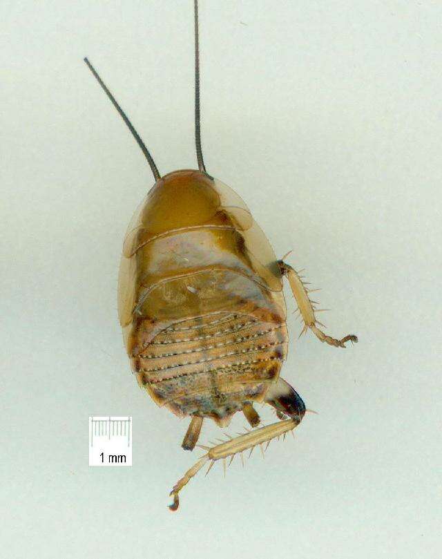 Image of bush cockroach