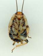 Image of bush cockroach