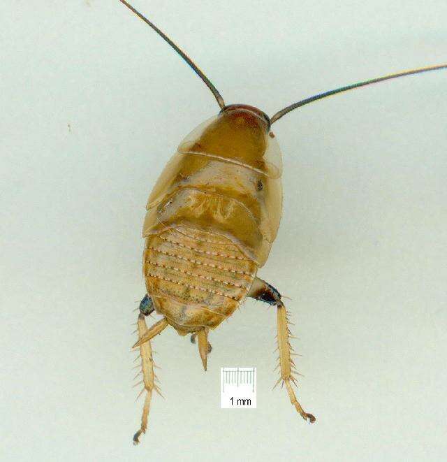 Image of bush cockroach