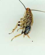 Image of bush cockroach