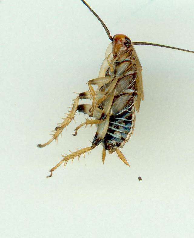 Image of bush cockroach