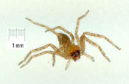 Image of huntsman spiders