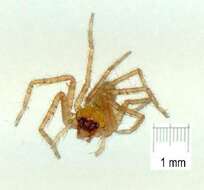 Image of huntsman spiders