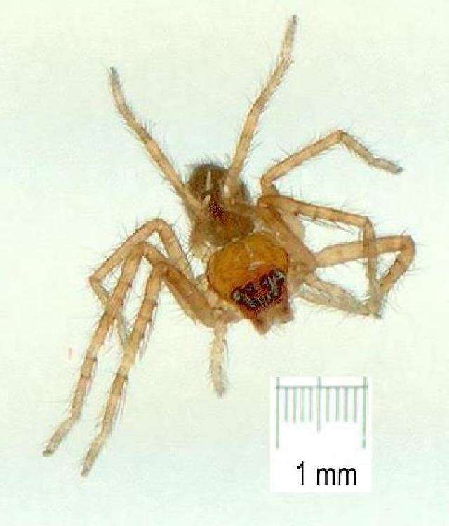 Image of huntsman spiders