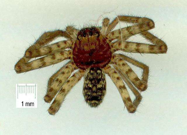 Image of huntsman spiders