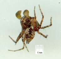 Image of lynx spiders