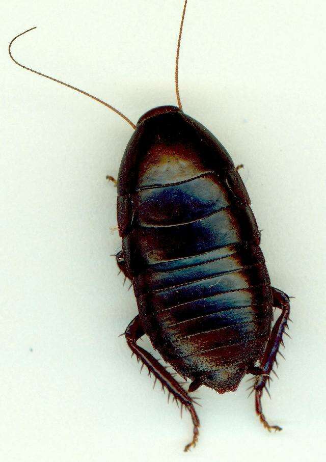 Image of Platyzosteria