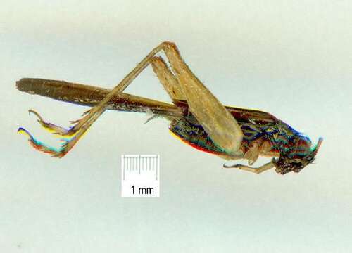 Image of Trigonidomorpha